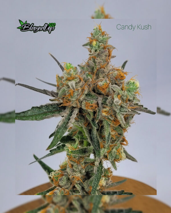 Candy Kush