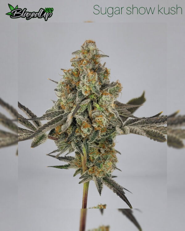 Sugar show Kush