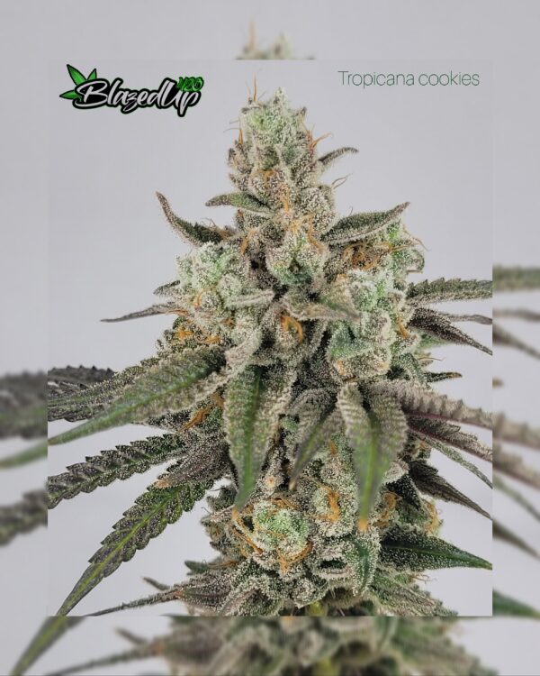Tropicana Cookies